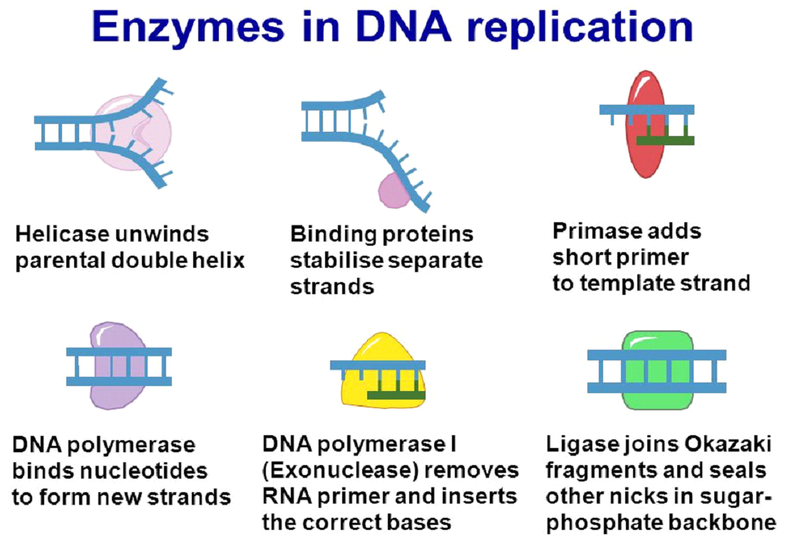 DNA Replication Processes.png